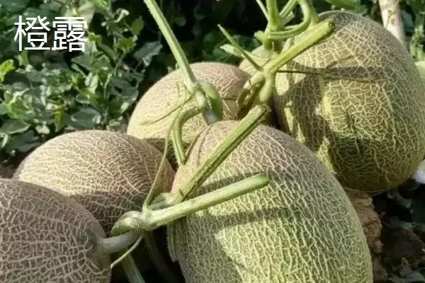 了解甜瓜品种的方法和重点？认识甜瓜品种要做好哪些细节？插图4