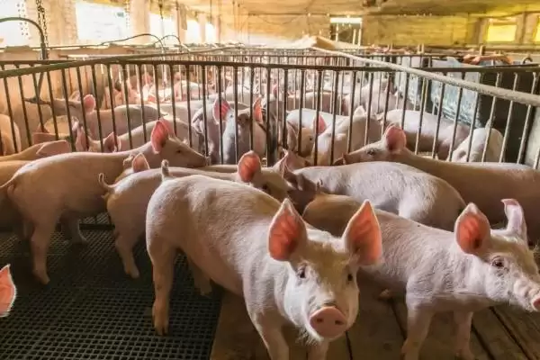 发挥小苏打在养猪中作用的方法和重点？养猪要做好哪些饲料添加细节？插图2