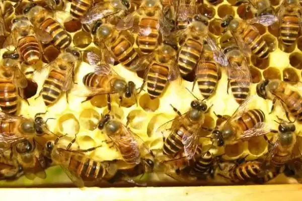 急造王台会不会自然分蜂,二者没有必然联系插图3 急造王台会不会自然分蜂,二者没有必然联系插图3