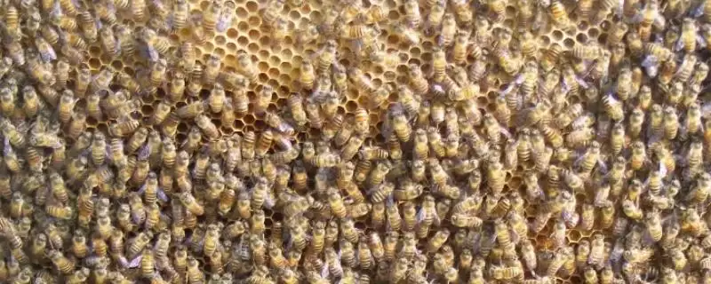 分蜂后出现多个王台怎么办，需进行王台的取舍-会东网