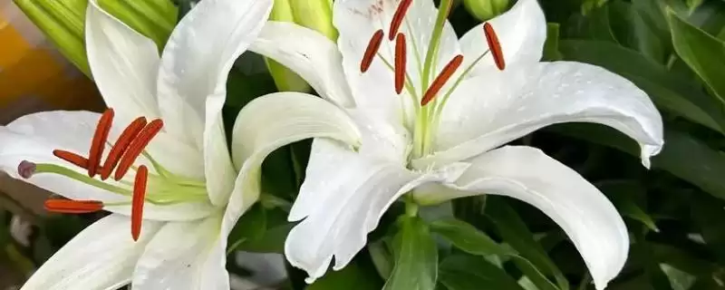 香水百合常见病害的种类和要点？了解香水百合病害需关注哪些关键信息？-会东网
