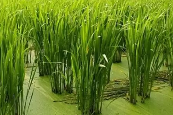 图片[5]-茭白高产的种植方法 ,怎样种植茭白才能实现高产-会东网