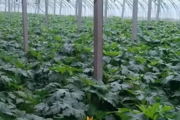 防治西葫芦尖嘴瓜的方法和重点？种西葫芦要做好哪些细节？插图1