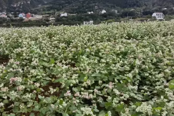 图片[2]-荞麦产地揭秘：我国陕西、甘肃等省的种植优势-会东网