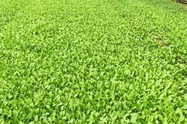 图片[5]-种植蔬菜需考虑的因素和要点？种植蔬菜需关注哪些关键要素？-会东网