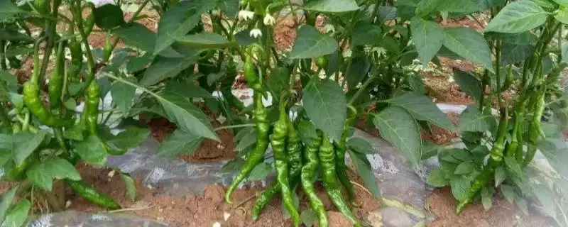 辣椒的施肥方法 ,辣椒施肥为何要增施有机肥呢?-会东网