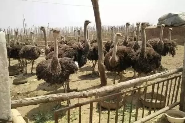 图片[3]-人工养殖鸵鸟能吃吗？确定人工养殖鸵鸟能否食用要考虑什么？-会东网
