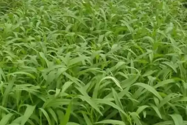 空心菜播种后的浇水方法 ,空心菜天气干燥时浇水频率如何?插图2 空心菜播种后的浇水方法 ,空心菜天气干燥时浇水频率如何?插图2