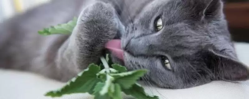 猫薄荷有什么作用 ,猫薄荷对猫咪有何影响-会东网