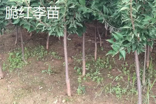 图片[6]-李子树苗有哪些好品种，蜂糖李、青脆李等品种均可选择-会东网
