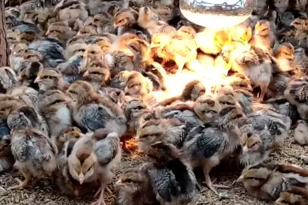 处理小鸡快死亡情况的方法和重点?养鸡要做好哪些应急处置措施?插图1 处理小鸡快死亡情况的方法和重点?养鸡要做好哪些应急处置措施?插图1