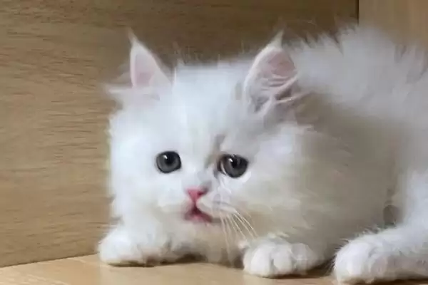 猫耳螨怎么进行治疗 ,治疗猫耳螨用什么洗耳液插图1 猫耳螨怎么进行治疗 ,治疗猫耳螨用什么洗耳液插图1