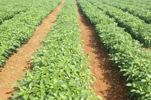 辣椒白星病的症状 ,辣椒白星病主要危害叶片的表现?插图4 辣椒白星病的症状 ,辣椒白星病主要危害叶片的表现?插图4