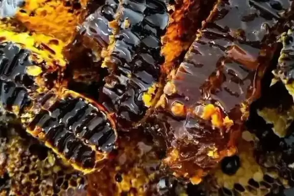 图片[2]-黑蜂蜂蜜简介，是黑蜂采集植物花蜜酿制成的-会东网