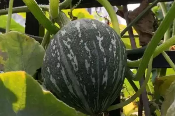 窝瓜冬天保存的方法和重点?保存窝瓜要做好哪些细节?插图3 窝瓜冬天保存的方法和重点?保存窝瓜要做好哪些细节?插图3