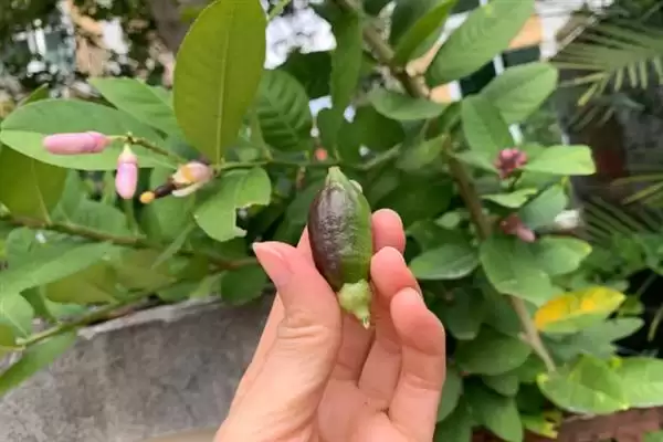 图片[6]-柠檬苗修剪技巧：夏季抹芽放梢的成长秘诀-会东网