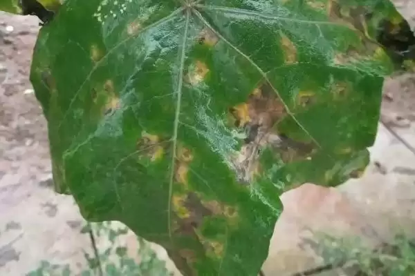 防治丝瓜褐斑病的方法和重点？种丝瓜防褐斑病要做好哪些细节？插图1