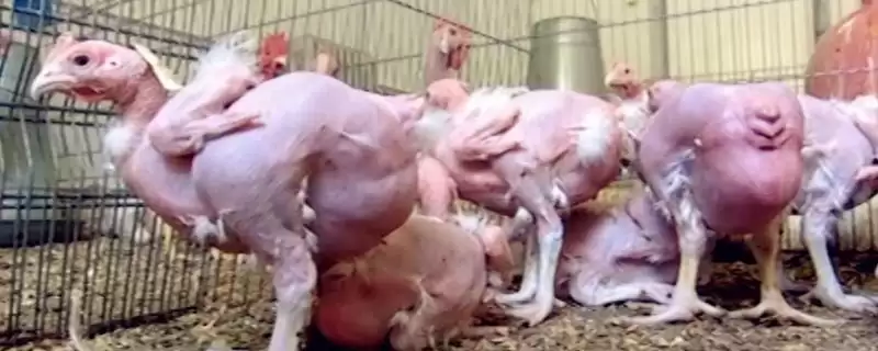 了解不长毛鸡种类的方法和重点？养鸡要做好哪些特殊鸡种认知？-会东网