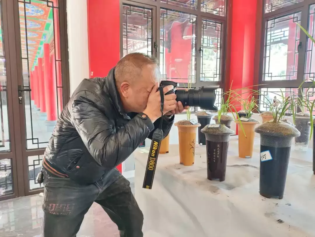 会东首届兰花交流会：兰韵雅集，共话文化新篇插图5