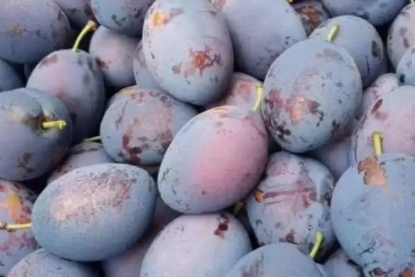 西梅几月份成熟上市，通常在8-9月份成熟上市插图4