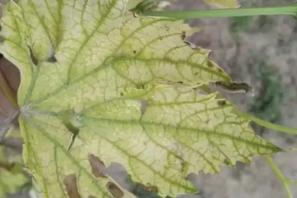 葡萄补钙方法全解：喷施或淋施钙肥的操作要点插图1