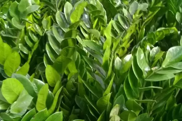 金钱树的繁殖方法 ,金钱树可采用哪些方法进行繁殖插图2 金钱树的繁殖方法 ,金钱树可采用哪些方法进行繁殖插图2