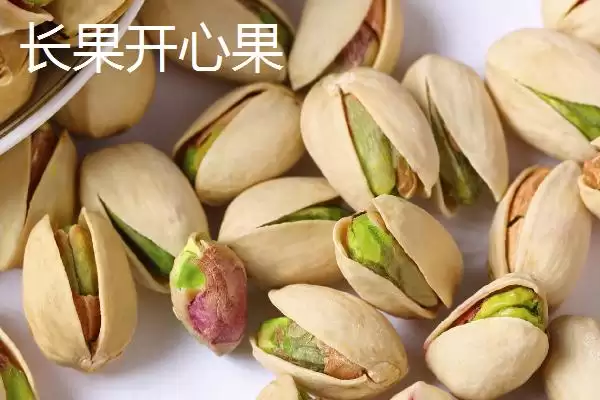 图片[2]-开心果的优质品种 ,哪些开心果品种经济价值较高呢？-会东网