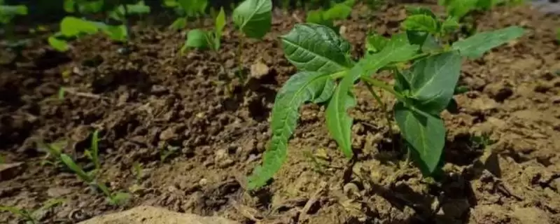 辣椒死棵的原因及防治 ,哪些病害会导致辣椒死棵现象?-会东网