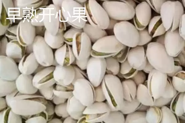 图片[4]-开心果的优质品种 ,哪些开心果品种经济价值较高呢？-会东网