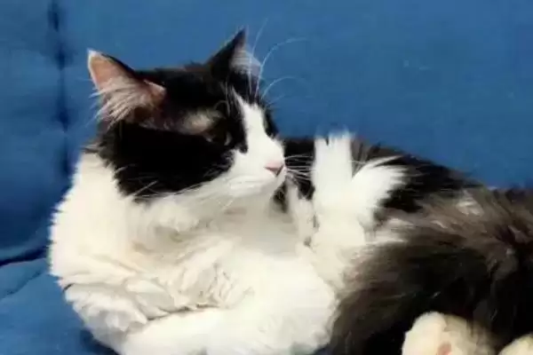 猫咪要如何进行美毛 ,猫咪美毛补充营养是关键因素插图1 猫咪要如何进行美毛 ,猫咪美毛补充营养是关键因素插图1