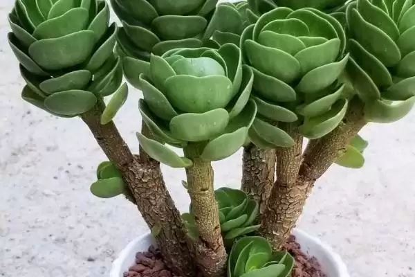 金钱木光杆的处理方法 ,金钱木光杆了该怎么进行处理插图4 金钱木光杆的处理方法 ,金钱木光杆了该怎么进行处理插图4