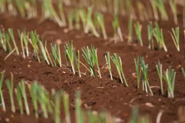 韭菜的繁殖方法 ,韭菜主要采用什么繁殖方法呢？插图2