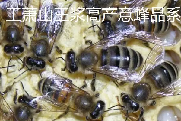 图片[5]-养什么蜂具有良好的效益，虎头蜂、意蜂等品种均是适宜选择-会东网