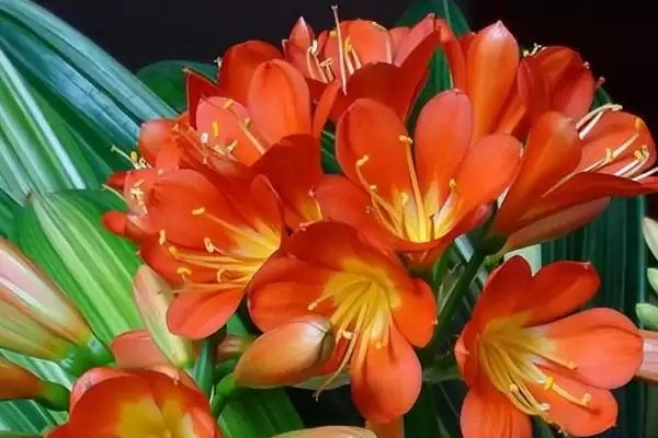 君子兰一年的生长情况 ,君子兰一年能长出多少片叶子呢?插图2 君子兰一年的生长情况 ,君子兰一年能长出多少片叶子呢?插图2