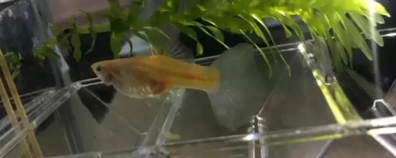 孔雀鱼的繁殖方式 ,孔雀鱼生产时是产卵还是产小鱼?-会东网