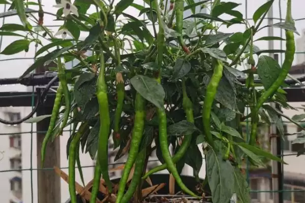图片[2]-判断阳台种植辣椒是否需要天天浇水的方法和重点？判断阳台种植辣椒是否需要天天浇水要做好哪些细节？-会东网