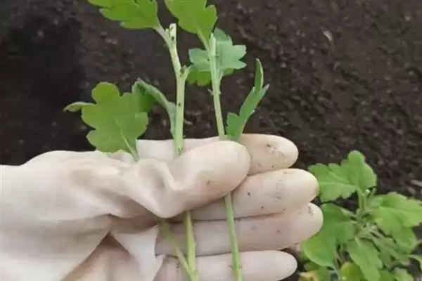 菊花的开花时间 ,菊花大多在什么月份开花呢?插图5 菊花的开花时间 ,菊花大多在什么月份开花呢?插图5