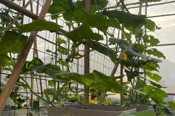 阳台种植南瓜用土深度的方法和重点?阳台种南瓜用土要做好哪些细节?插图8 阳台种植南瓜用土深度的方法和重点?阳台种南瓜用土要做好哪些细节?插图8