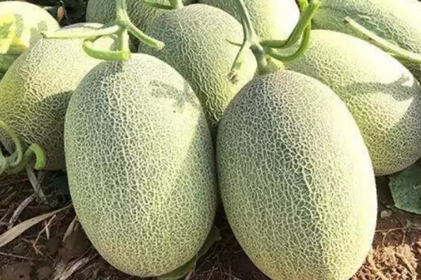 认识水果种类的方法和重点?了解水果种类要做好哪些细节?插图1 认识水果种类的方法和重点?了解水果种类要做好哪些细节?插图1