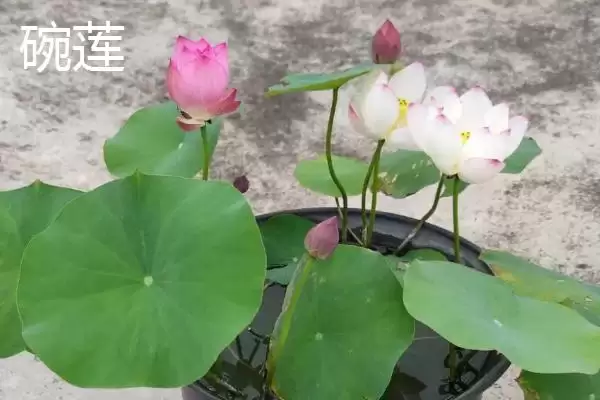 睡莲和碗莲的区别？区分睡莲和碗莲要关注哪些重要的形态和生长差异？插图2