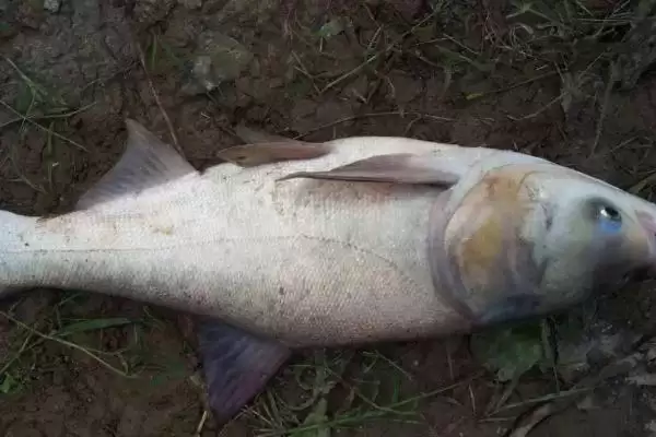 鲢鳙的栖息水层偏好 ,鲢鳙为什么喜欢在浅层觅食呢？插图1