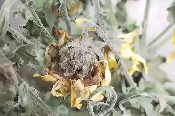 图片[5]-菊花黑斑病的防治 ,防治菊花黑斑病可喷施哪些药物呢？-会东网
