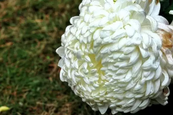 菊花的夏季开花情况 ,哪些品种的菊花会在夏天开放呢?插图2 菊花的夏季开花情况 ,哪些品种的菊花会在夏天开放呢?插图2