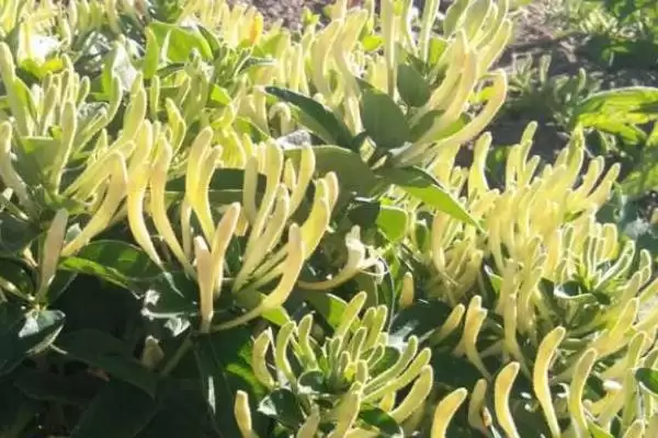 金银花苗的品种介绍 ,如何选择金银花苗的品种呢插图3 金银花苗的品种介绍 ,如何选择金银花苗的品种呢插图3