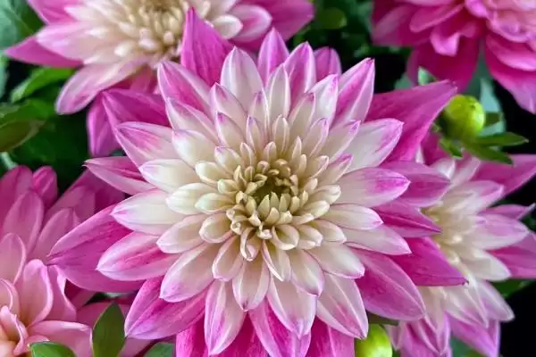 图片[3]-小丽花开花时间的要点和判断？判断小丽花开花时间需注意什么？-会东网