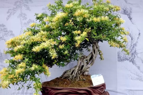 图片[2]-移栽金银花注意事项的方法和重点？移栽金银花注意事项要做好哪些细节？-会东网