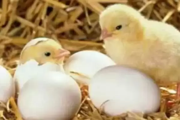 探究小鸡出壳啄洞后死亡根源的方法和重点?养鸡要做好哪些孵化问题排查?插图1 探究小鸡出壳啄洞后死亡根源的方法和重点?养鸡要做好哪些孵化问题排查?插图1