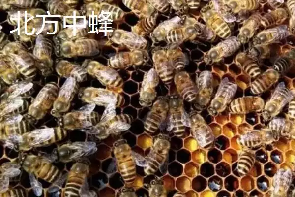 图片[2]-中蜂的品种，群势大小不一-会东网