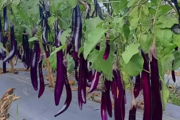 茄子复合肥使用技巧：每20天左右追肥一次的频率插图3