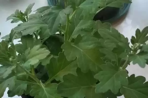 菊花的无性繁殖方法 ,菊花无性繁殖有哪些主要方式呢？插图3